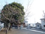 20130319新城神社サクラ02