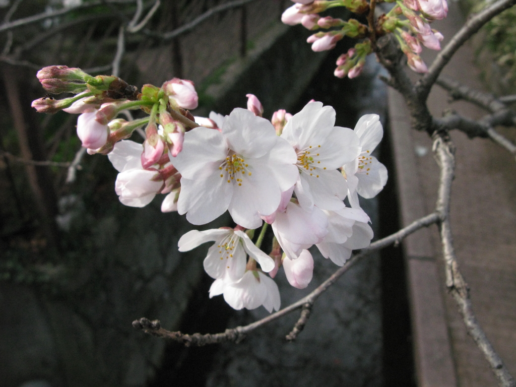 川崎市中原区の渋川：満開で見頃 - 今日の桜2013