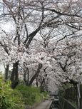 20130320渋川今井桜04