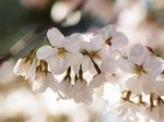 20130321新城神社サクラ03