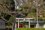 20130319白山神社定点観察枝02