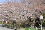 20130321白山神社桜トンネル入口01