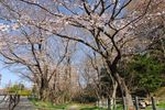 20130321白山神社桜トンネル内部02