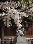 20130322新城神社サクラ02