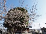 20130322新城神社サクラ01