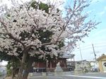 20130323新城神社サクラ01