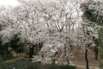 130323nishigawara01