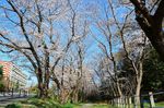20130323白山神社桜トンネル03