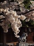 20130326新城神社サクラ01