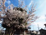 20130326新城神社サクラ04