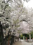 20130326稲毛神社サクラ01