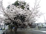 20130327新城神社サクラ01