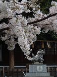 20130327新城神社サクラ02