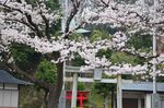 20130325白山神社定点観測枝02