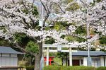 20130326白山神社定点観測枝03