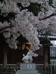 20130328新城神社サクラ02