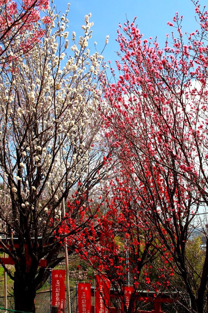 20130326negishiinari02