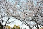 20130328白山神社観察枝02