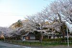 20130328白山神社観察枝04