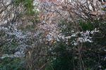 20130328白山むじなが池山桜06