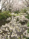 20130331共和橋付近01