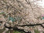 20130330住吉桜01