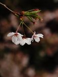 20130331新城神社サクラ06