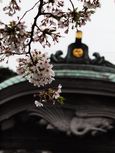 20130331新城神社サクラ05