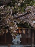 20130401新城神社サクラ01