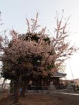 20130401新城神社サクラ03