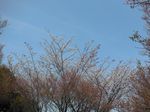 20130401香林寺ヤマザクラ01