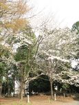 20130401黒川汁守神社03