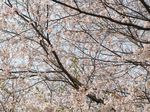 20130401黒川汁守神社01