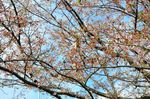 20130404白山神社定点観測枝01