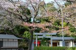 20130404白山神社定点観測枝03