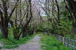 20130404白山神社桜トンネル01