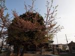 20130405新城神社サクラ04