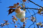 20130407白山神社八重桜白03