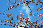 20130407白山神社八重桜白06