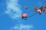 20130407白山神社八重桜白05