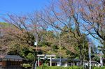 20130407白山神社定点観測枝04