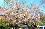 20130411白山神社八重桜白01