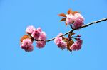 20130411白山神社八重桜赤05