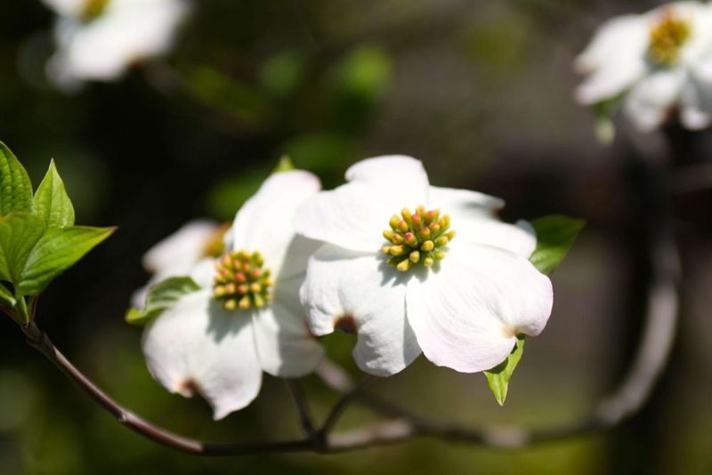 20130408tamakukamifuda04