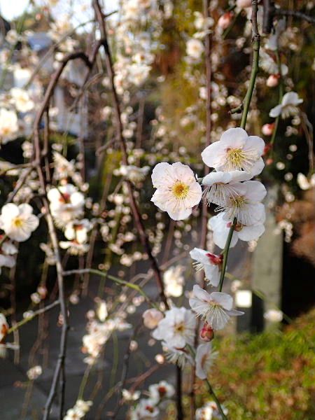 20130228zenryuji03