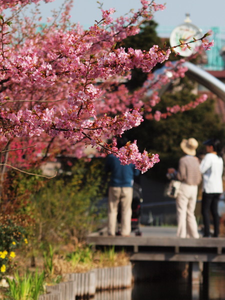 Kawazu20130309_64tr