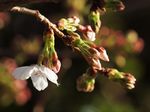 20130319新城神社サクラ04