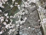 20130320渋川今井桜01