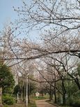 20130320平和公園サクラ01