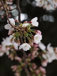 20130320新城神社サクラ02